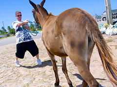 Donkeys & Brazilian Chicks tube porn video