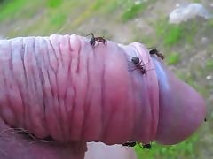 Kinky dude pokes his small cock into an ant hill and enjoys it tube porn video